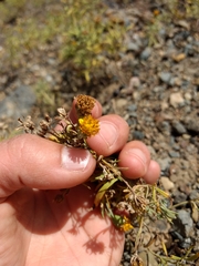 Picradeniopsis oppositifolia