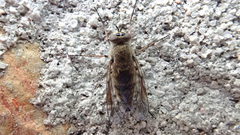 Thereva unica