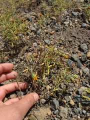 Picradeniopsis oppositifolia