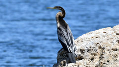 Anhinga novaehollandiae