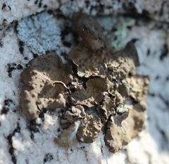 Lasallia pensylvanica