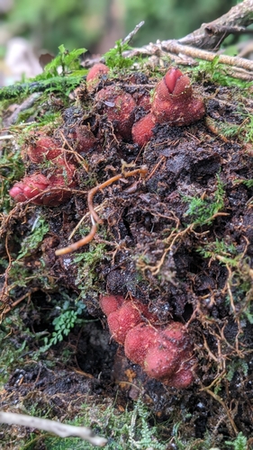 Balanophora laxiflora (Balanophora laxiflora)