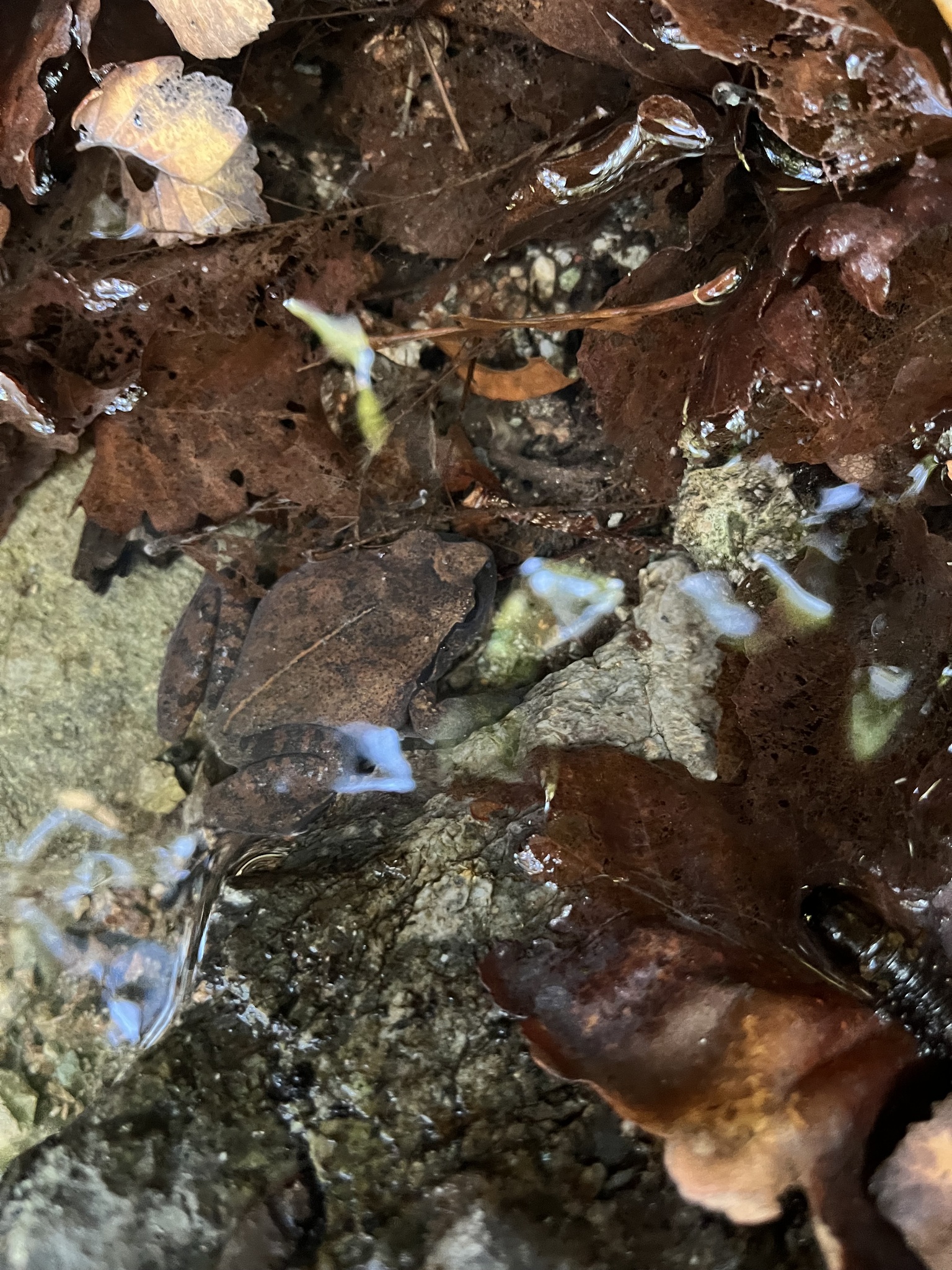 Alsodes cantillanensis Charrier, Correa-Quezada, Castro & Méndez-Torres, 2015