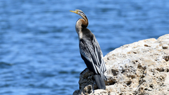 Anhinga novaehollandiae