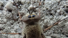 Thereva unica