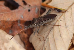 Leptoglossus corculus