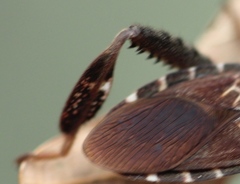 Leptoglossus corculus