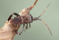 Leptoglossus corculus