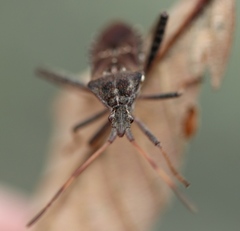 Leptoglossus corculus