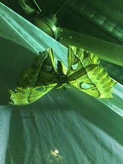 Coscinocera hercules