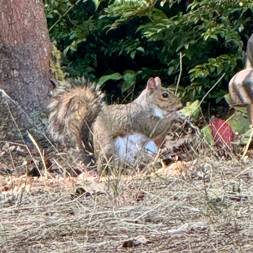 Eastern Gray Squirrel