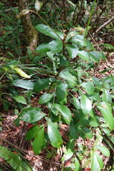 Ardisia cornudentata