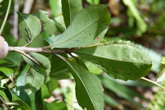 Ardisia cornudentata