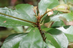 Ardisia cornudentata