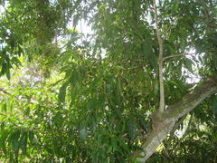 Cordia alliodora
