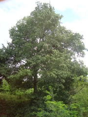 Cordia alliodora