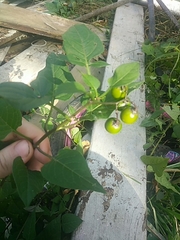 Solanum dulcamara