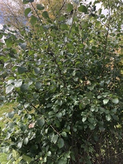 Rhamneae