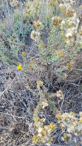 Coastal Goldenbush (Isocoma menziesii)