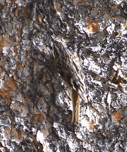 iNaturalist observation photo of Brown Creeper