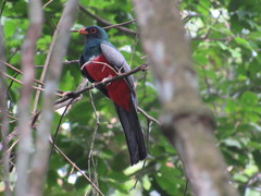 Trogon melanurus