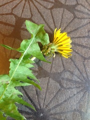 Taraxacum officinale