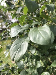 Rhamneae