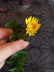 Taraxacum officinale