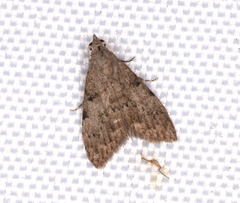 Nola pleurosema