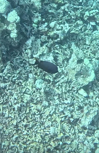 Hemitaurichthys thompsoni, 2025-07-23
