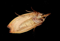 Wingia lambertella