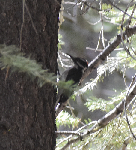 iNaturalist observation photo of Hairy Woodpecker