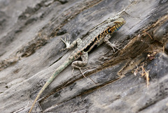Sceloporus parvus