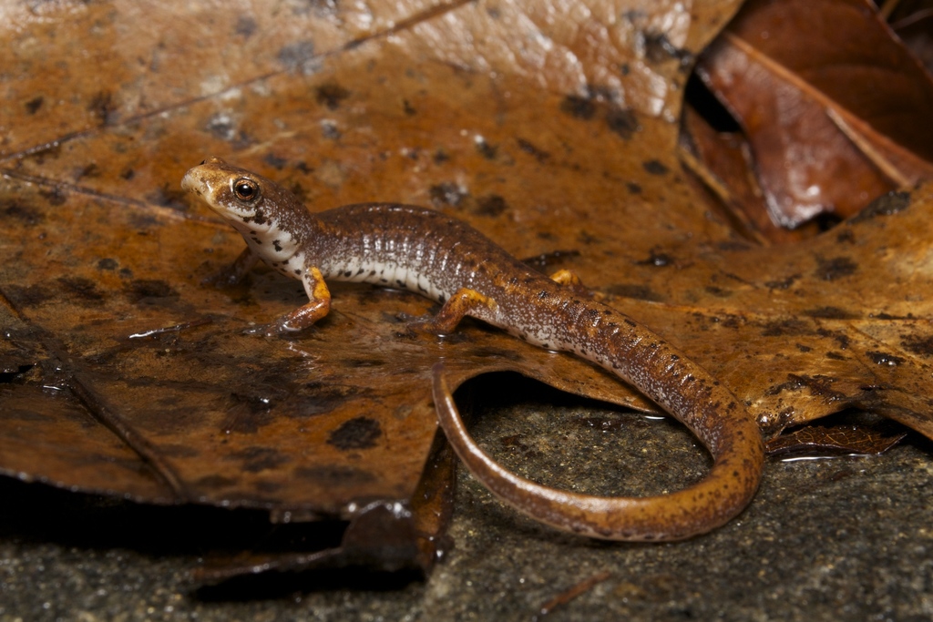 Four-Toed Salamander