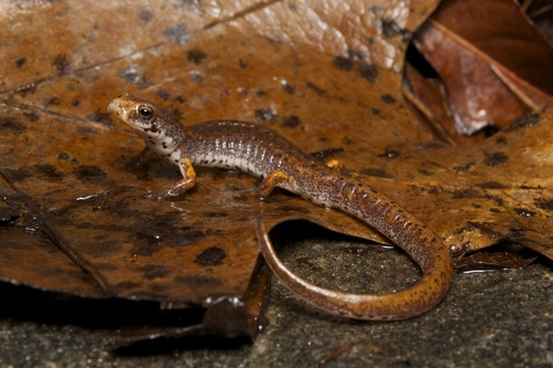 Four-toed Salamander