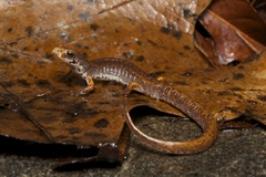 Four-Toed Salamander photo 1