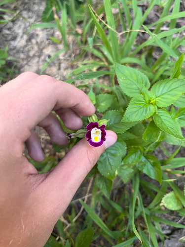 Torenia fournieri