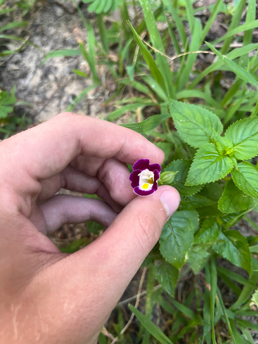 Torenia fournieri