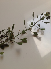 Capsella bursa-pastoris
