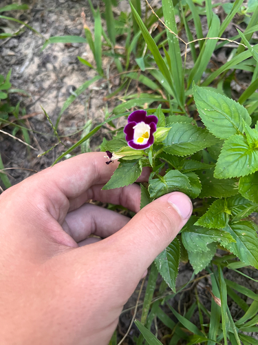 Torenia fournieri