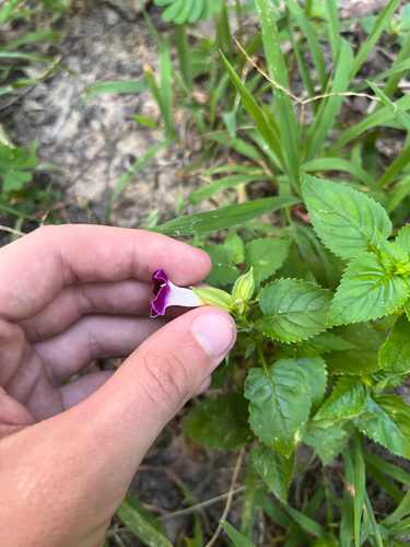 Torenia fournieri