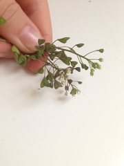 Capsella bursa-pastoris