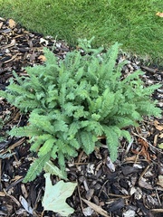 Achillea filipendulina