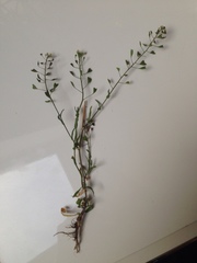 Capsella bursa-pastoris