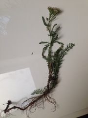 Achillea millefolium