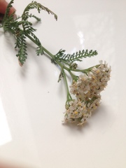 Achillea millefolium