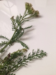 Achillea millefolium