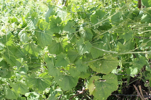 Chayotillo (Árboles comunes de la Ciudad de México) · iNaturalist