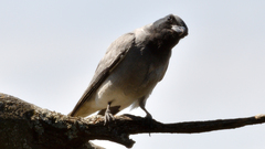 Coracina novaehollandiae