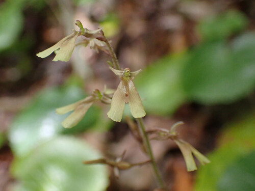Kidneyleaf Twayblade (Neottia smallii)
